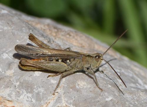 Réf. 240 794 : Chorthippus brunneus brunneus